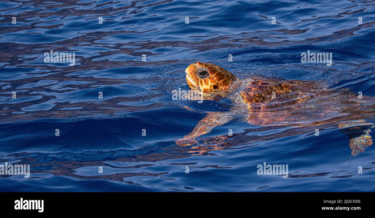 Caretta caretta australia immagini e fotografie stock ad alta ...
