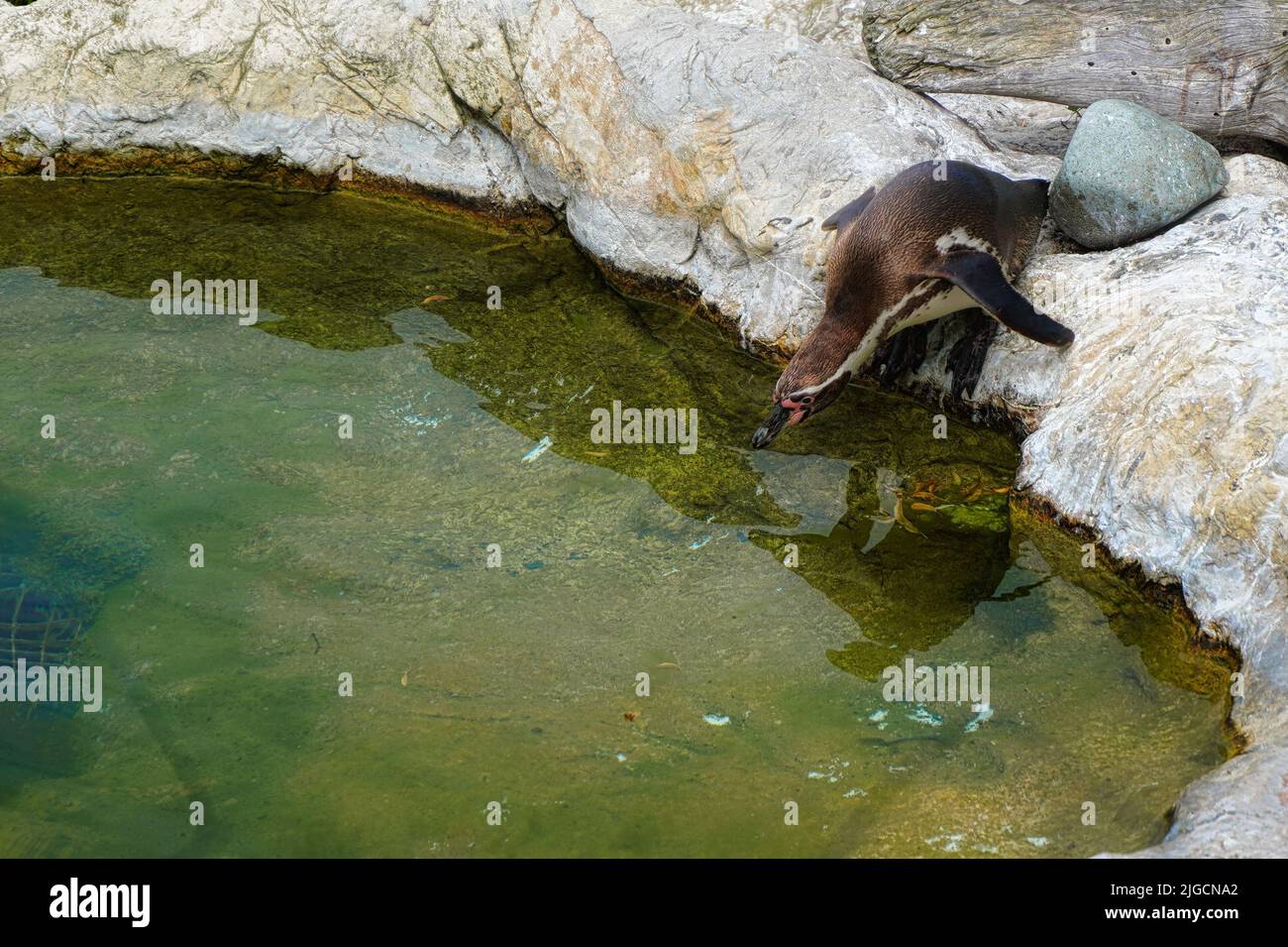 Un simpatico pinguino Humboldt che raggiunge il corpo d'acqua da bere Foto Stock