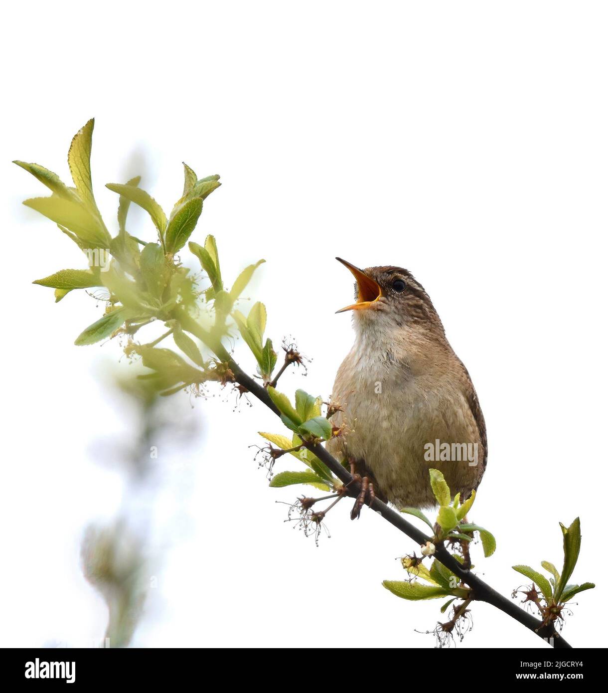 Cetti's Warbler (Cettia cetti) seduto su un ramo, cantando Foto Stock