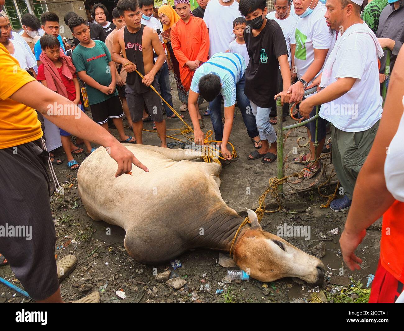 Manila, Filippine. 09th luglio 2022. Una depressione della mucca sul pavimento con le gambe legate. La comunità musulmana celebra "Eid al Adha" o il segno del culmine del pellegrinaggio annuale alla Mecca e commemorando il sacrificio della fede di Abramo. Essi praticano anche la macellazione rituale della mucca e della capra e prendono la carne per la Comunità musulmana. (Foto di Josefiel Rivera/SOPA Images/Sipa USA) Credit: Sipa USA/Alamy Live News Foto Stock