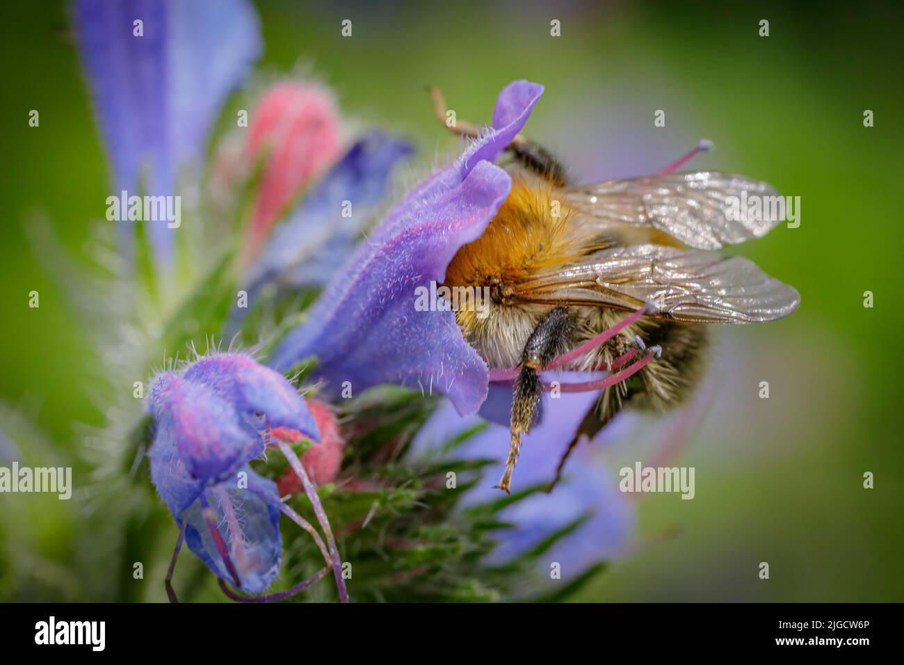 un'ape su un fiore blu Foto Stock