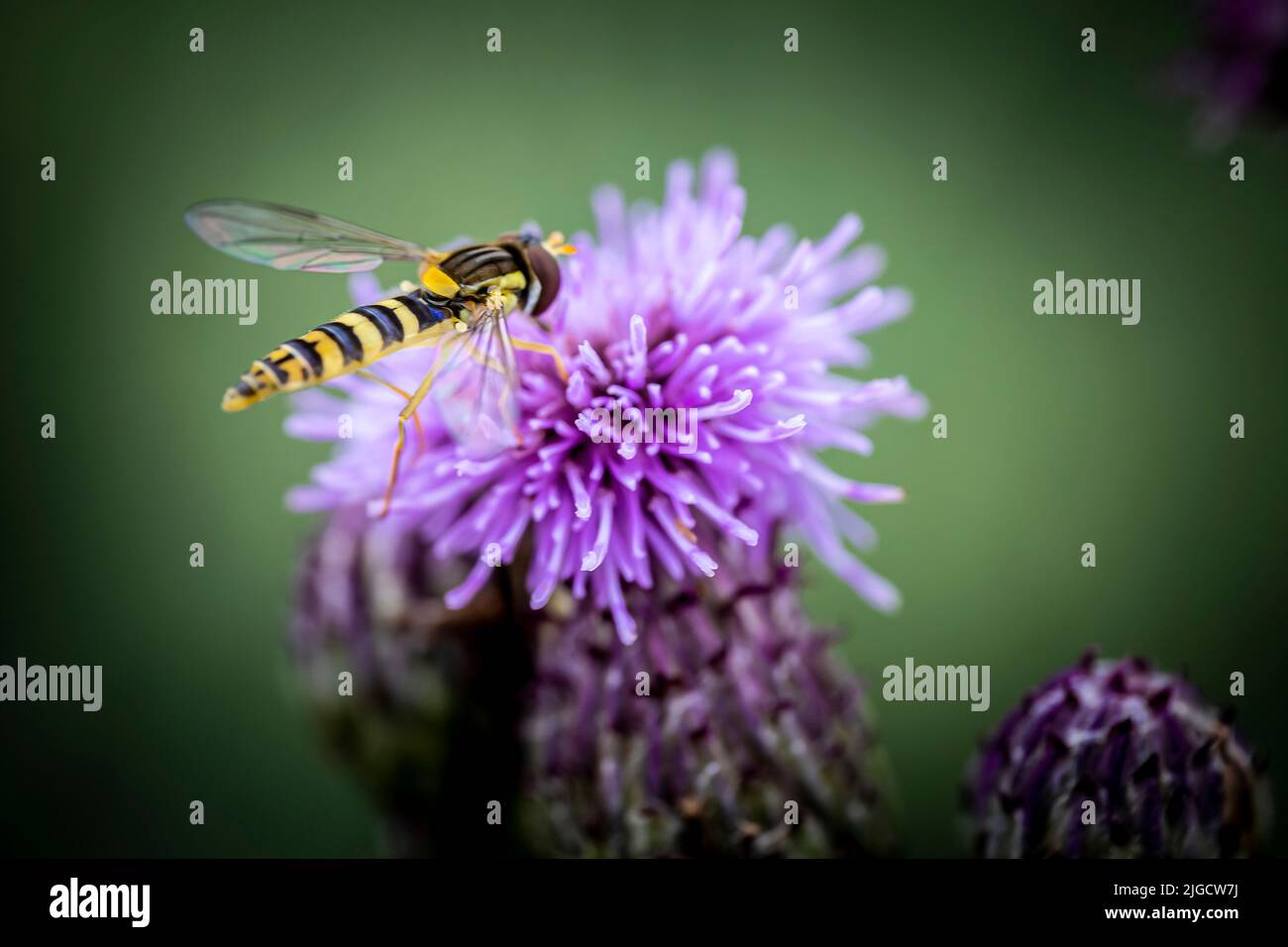 un'ape su un fiore blu Foto Stock