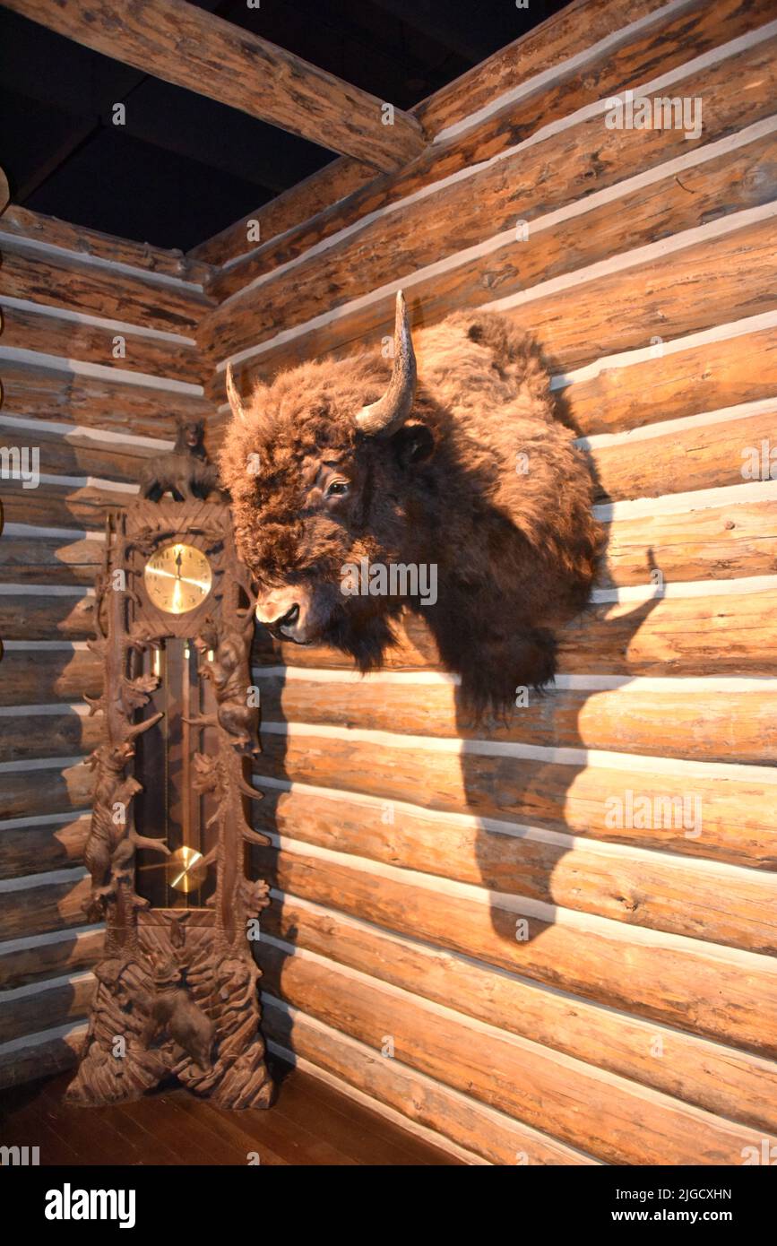 Cody, Wyoming. USA. 5/22/2022. Buffalo Bill Center of the West (formalmente>Buffalo Bill Historical Center). 5-Musuem: Foto Stock