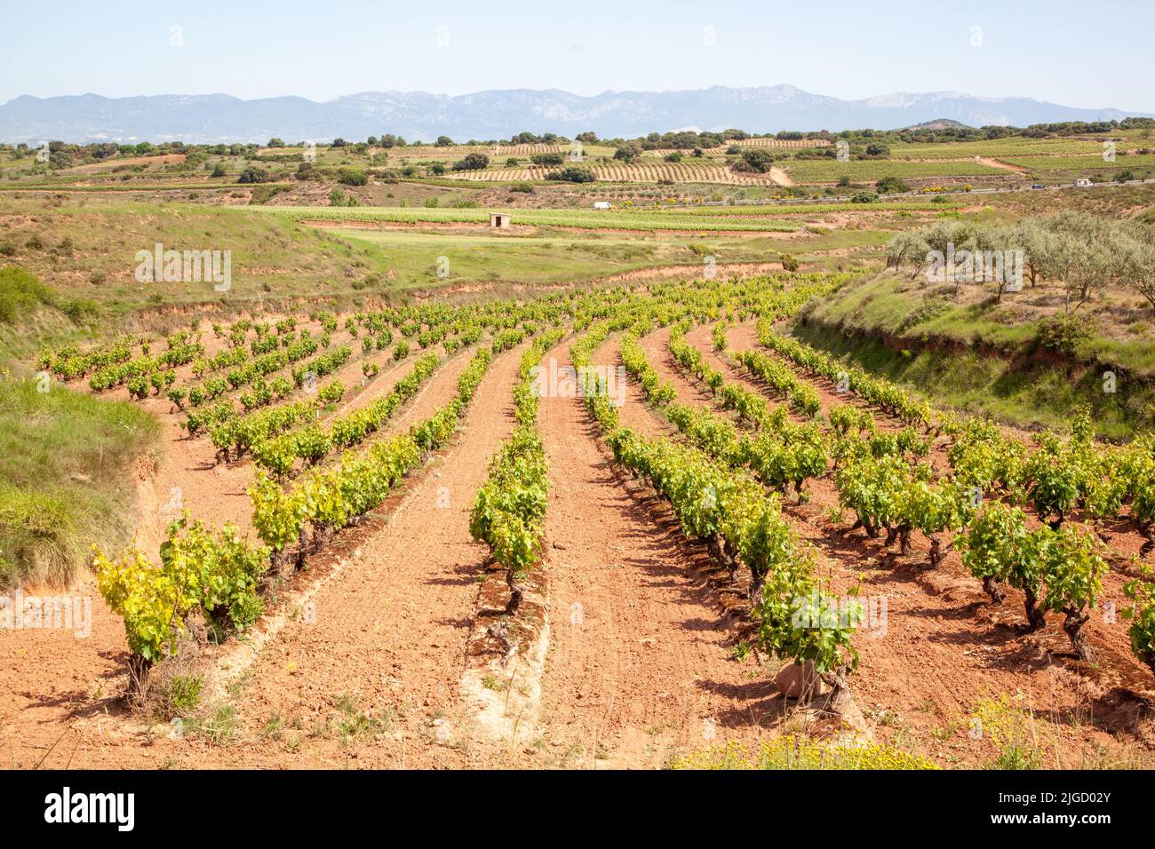 Vista dei vigneti di la Rioja dal Camino de Santiago, la via del sentiero di San Giacomo tra Navarrete e Najera Spagna Foto Stock