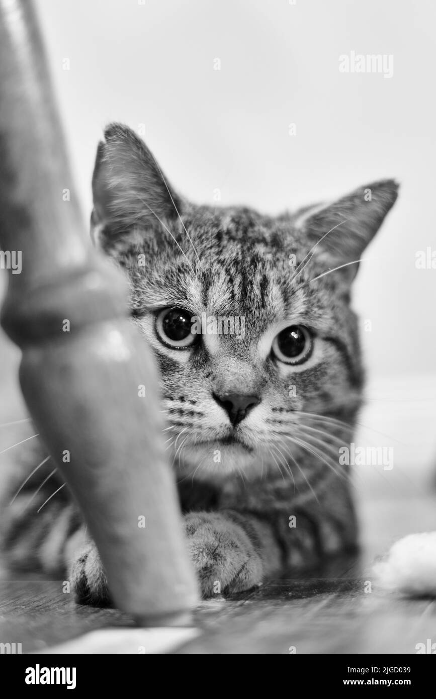 Un'immagine verticale in scala di grigi di un gatto europeo in shorthair che giace a terra Foto Stock