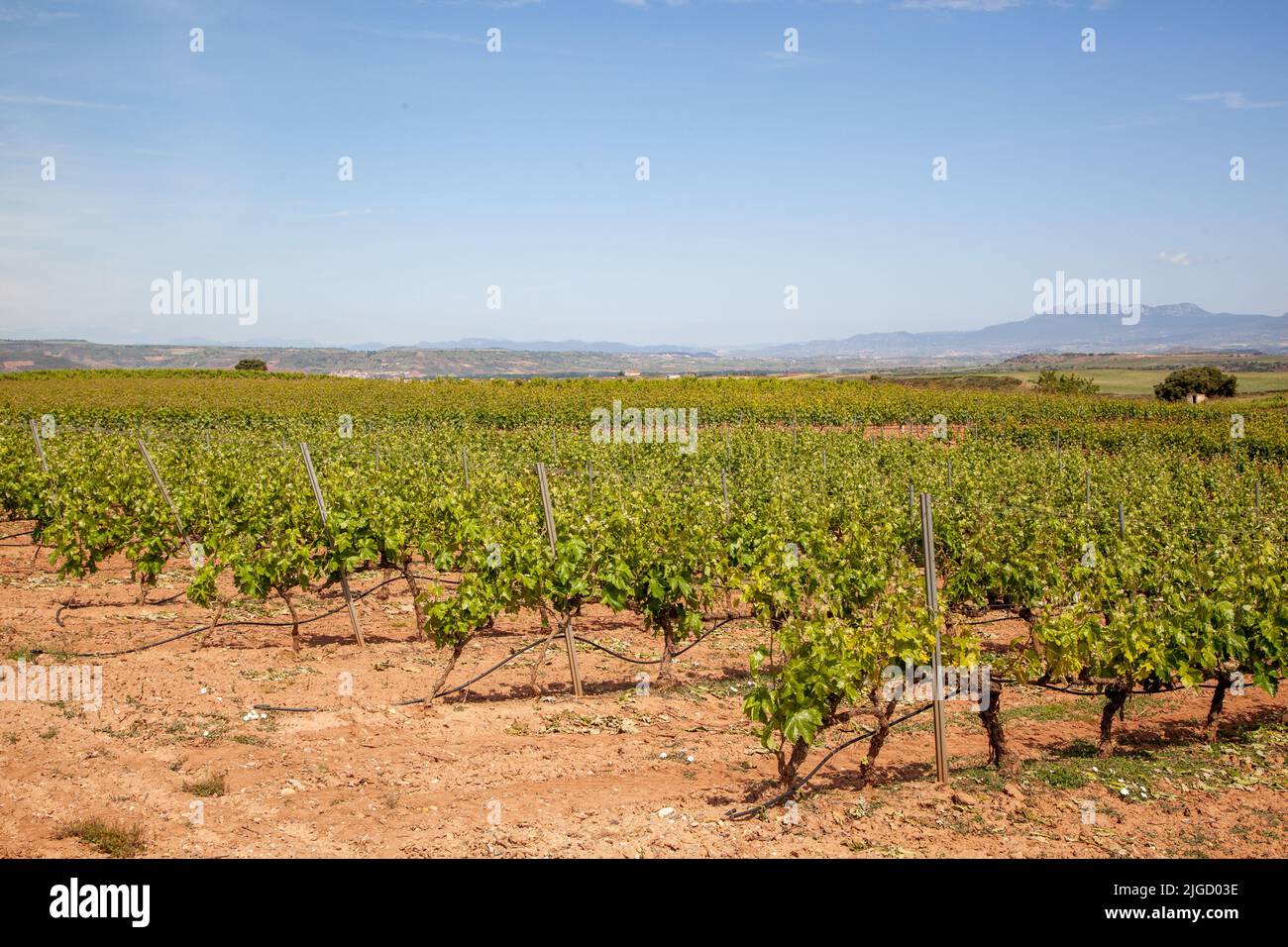 Vista dei vigneti di la Rioja dal Camino de Santiago, la via del sentiero di San Giacomo tra Navarrete e Najera Spagna Foto Stock