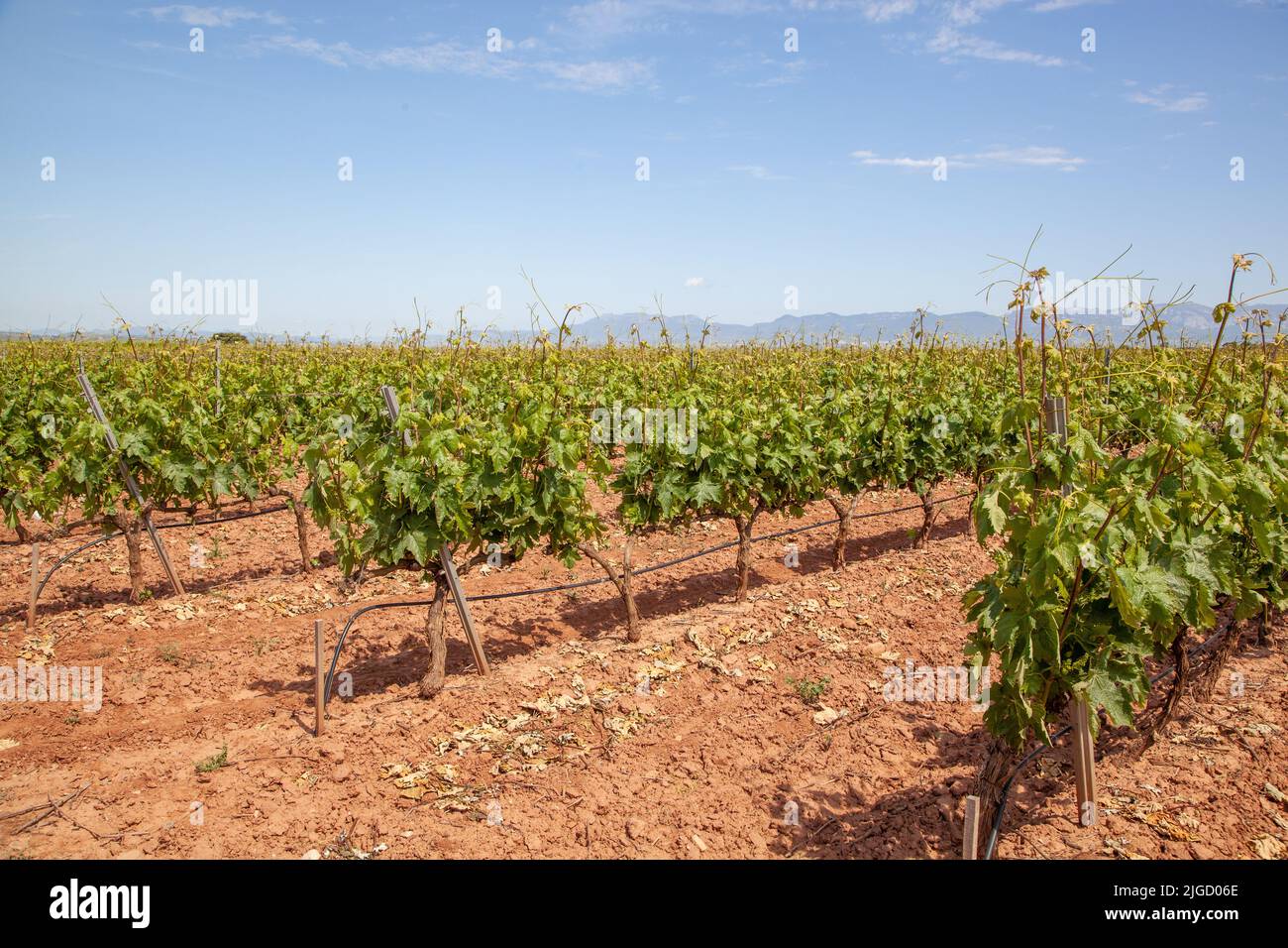 Vista dei vigneti di la Rioja dal Camino de Santiago, la via del sentiero di San Giacomo tra Navarrete e Najera Spagna Foto Stock