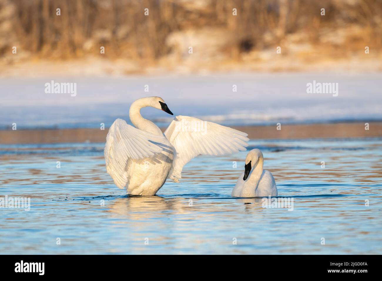 Cigni trombettieri lungo il fiume St Croix, Inverno, WI, USA, di Dominique Braud/Dembinsky Photo Assoc Foto Stock