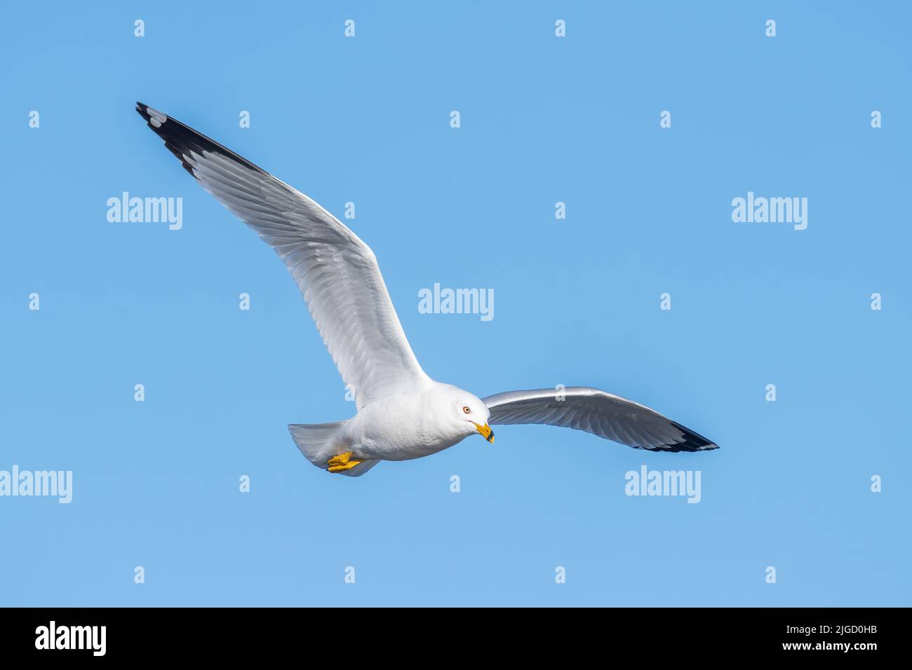 Gabbiano ad anello (Larus delawarensis), in volo, Nord America, di Dominique Braud/Dembinsky Photo Assoc Foto Stock