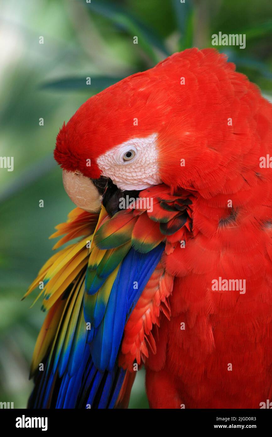 Un pappagallo rosso blu leviga le piume con il becco. Foto Stock