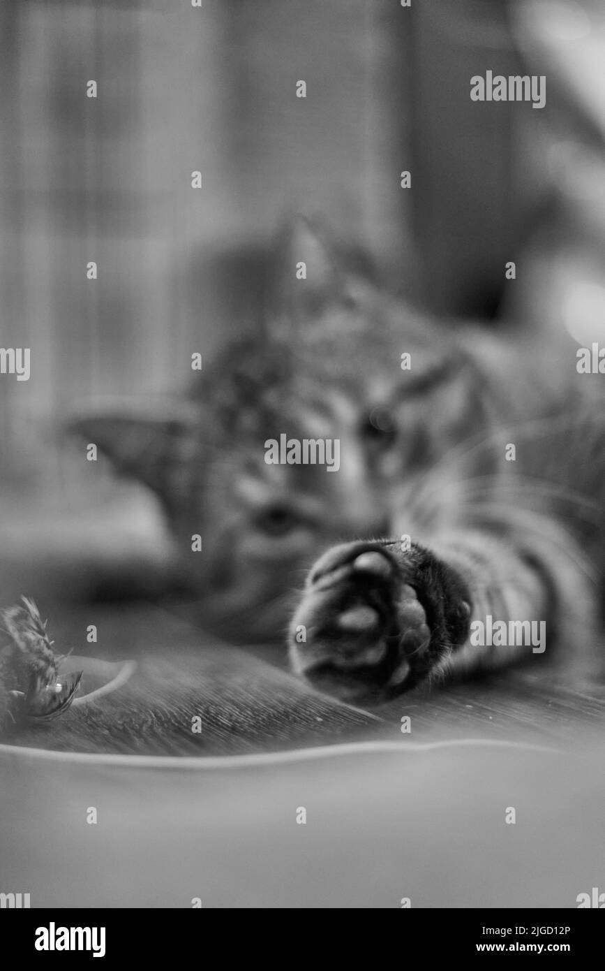 Una scala verticale in scala di grigi della zampa di un adorabile gatto europeo Shortair Foto Stock