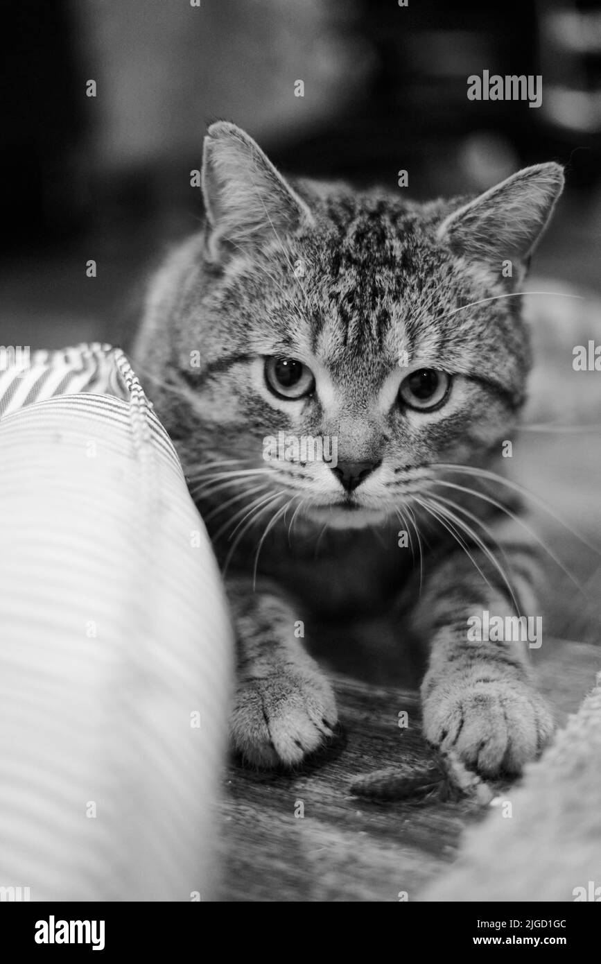 Uno scatto verticale in scala di grigi di un gatto europeo Shortair che si trova alla telecamera Foto Stock