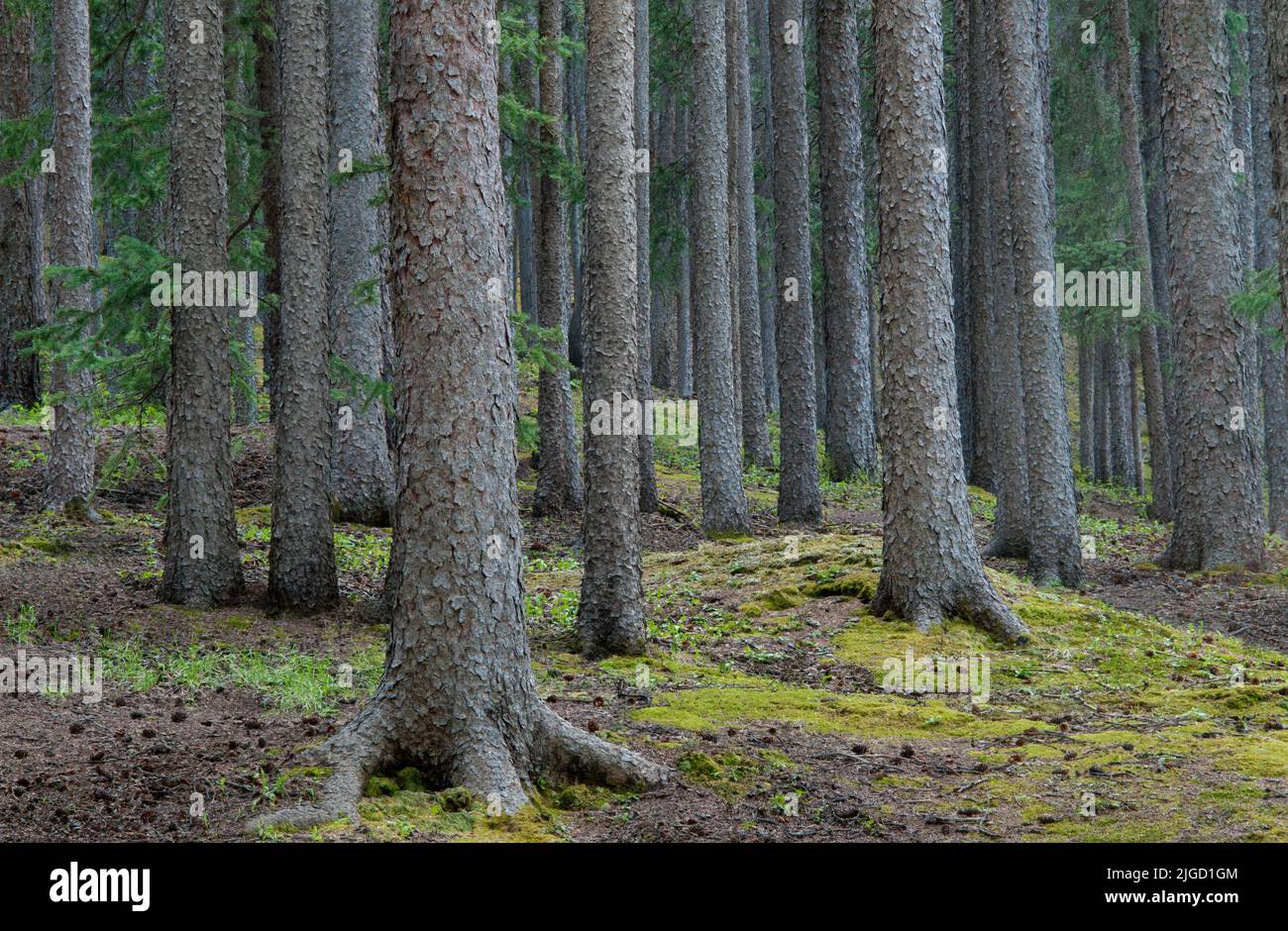 Conifere foresta in Colorado, Stati Uniti Foto Stock