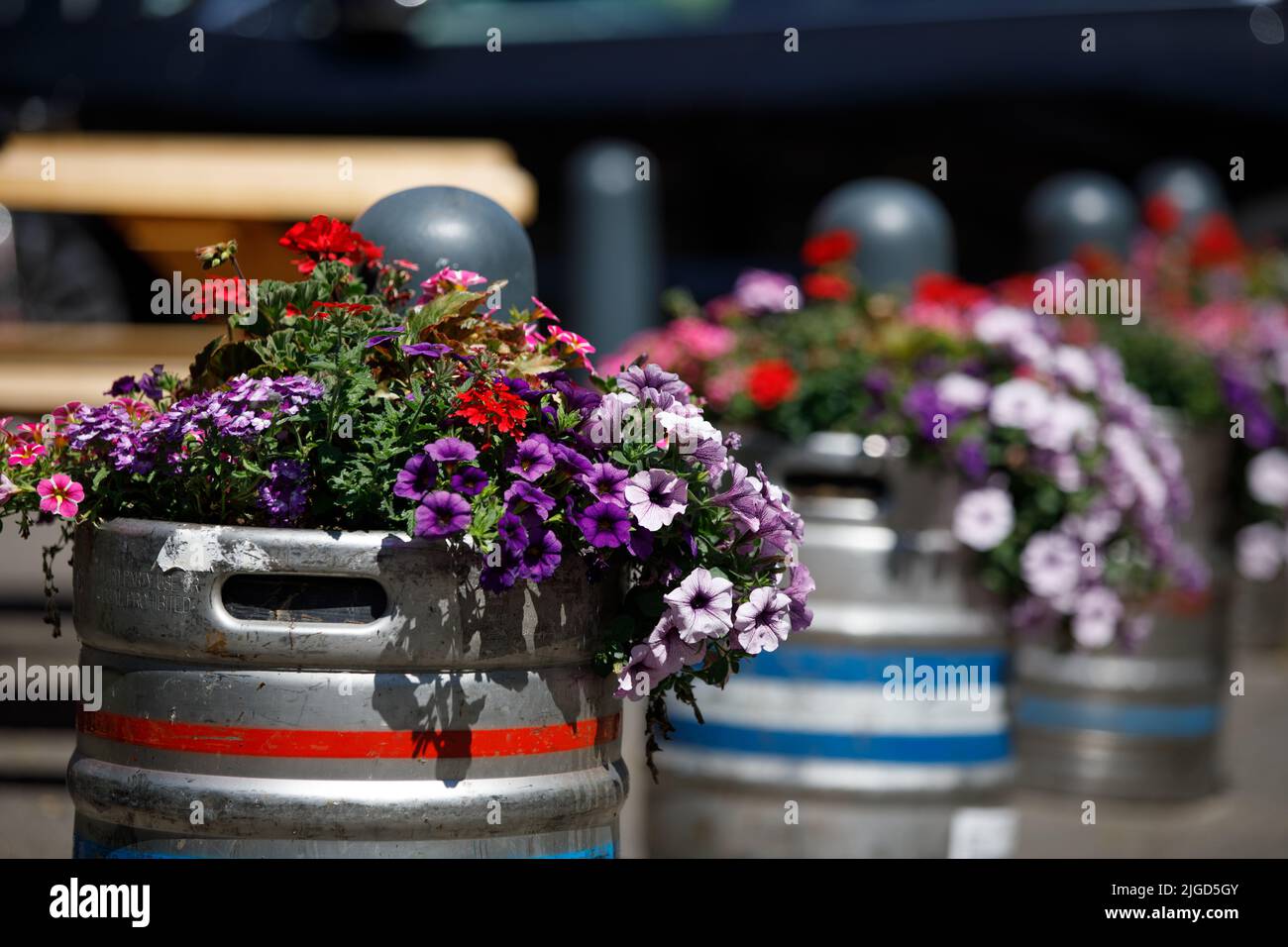 Fiori in fiore in botti di birra all'aperto in luce estiva. Prospettiva laterale. Profondità di campo poco profonda. Display con fiori Foto Stock