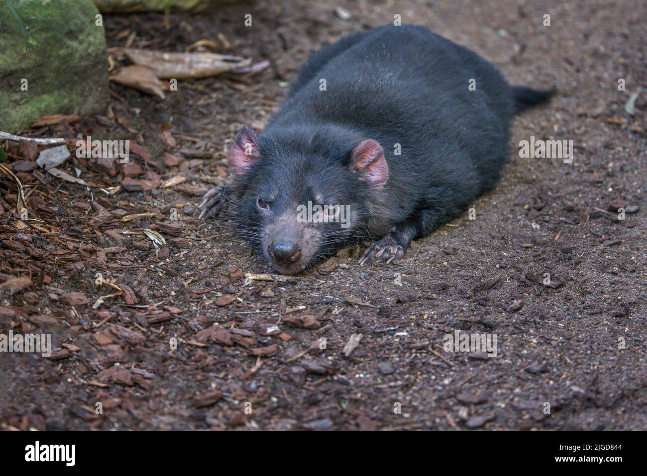 Il diavolo della Tasmania (Sarcophilus harrisii) che riposa a terra. Questi marsupiali carnivori nativi australiani sono stati dichiarati una specie in pericolo. Foto Stock