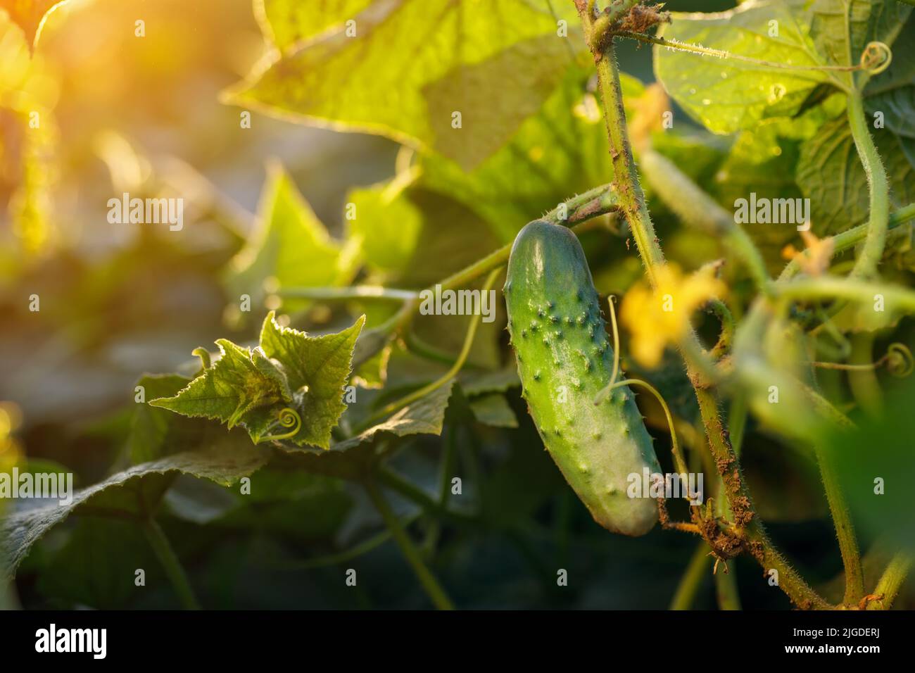 cetrioli giovani che crescono in giardino al tramonto Foto Stock