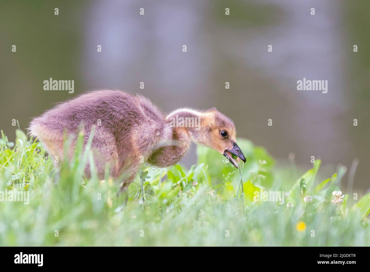 Canada Goose (Branta canadensis) gosling mangiare erba. Chesapeake e l'Ohio Canal National Historical Park. Maryland. USA Foto Stock