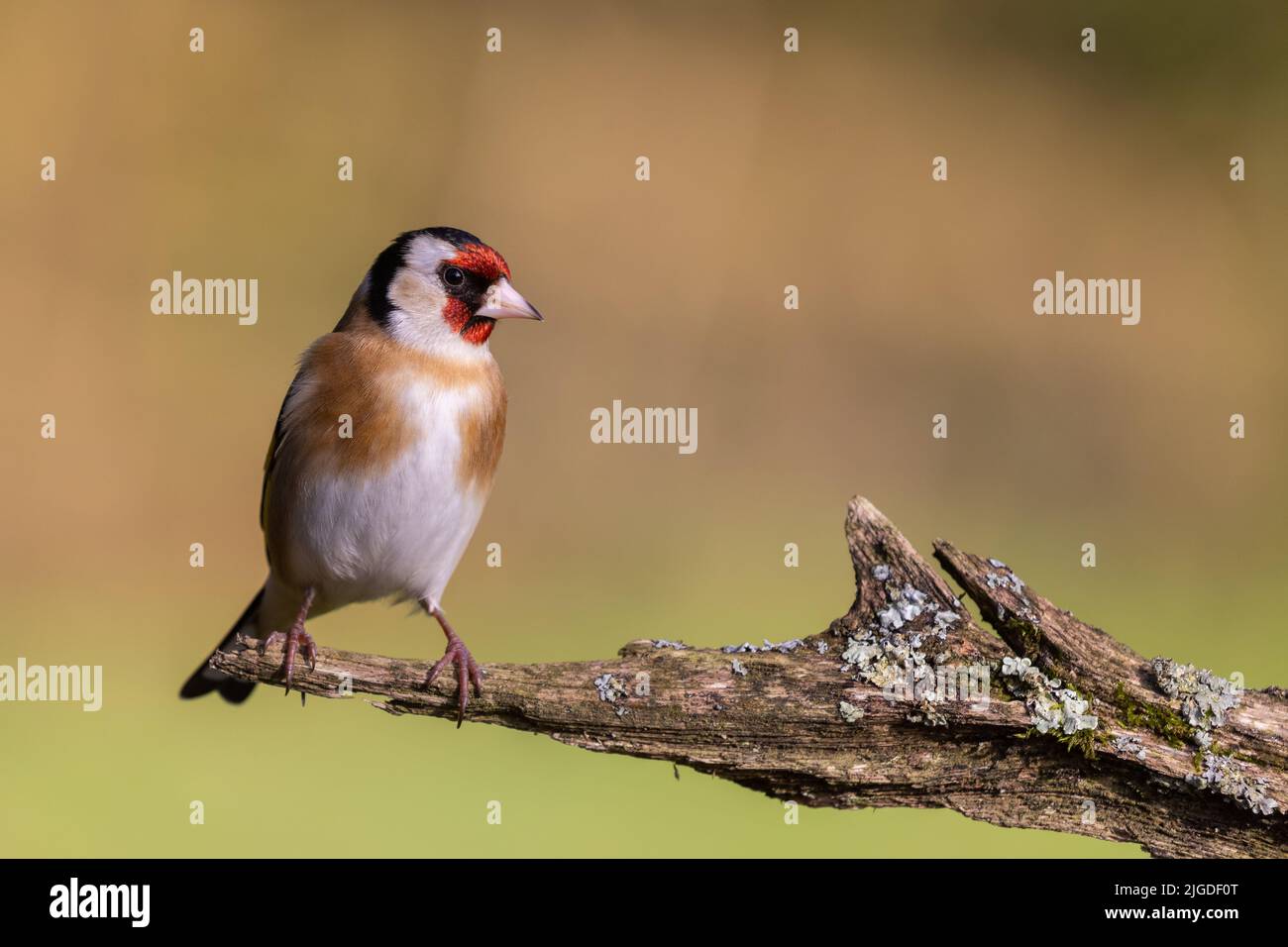 Goldfinch [ Carduelis carduelis ] su vecchio bastone con lichen Foto Stock