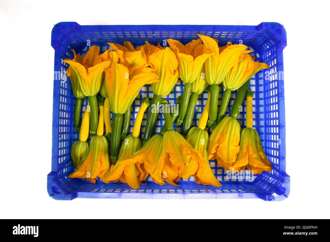 Raccolta di zucchine fresche e il suo fiore in un bidone blu Foto Stock