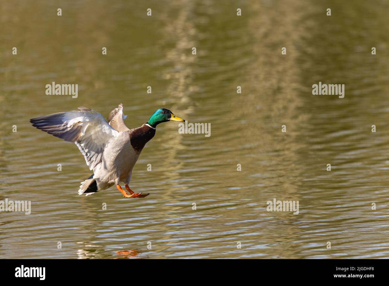 Maschio Mallard anatra [ Anas platyrhynchos ] che entra per atterrare sull'acqua Foto Stock