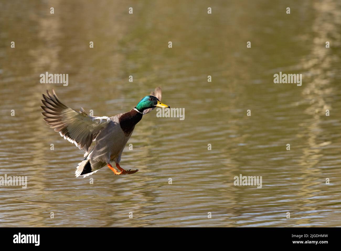 Maschio Mallard anatra [ Anas platyrhynchos ] che entra per atterrare sull'acqua Foto Stock