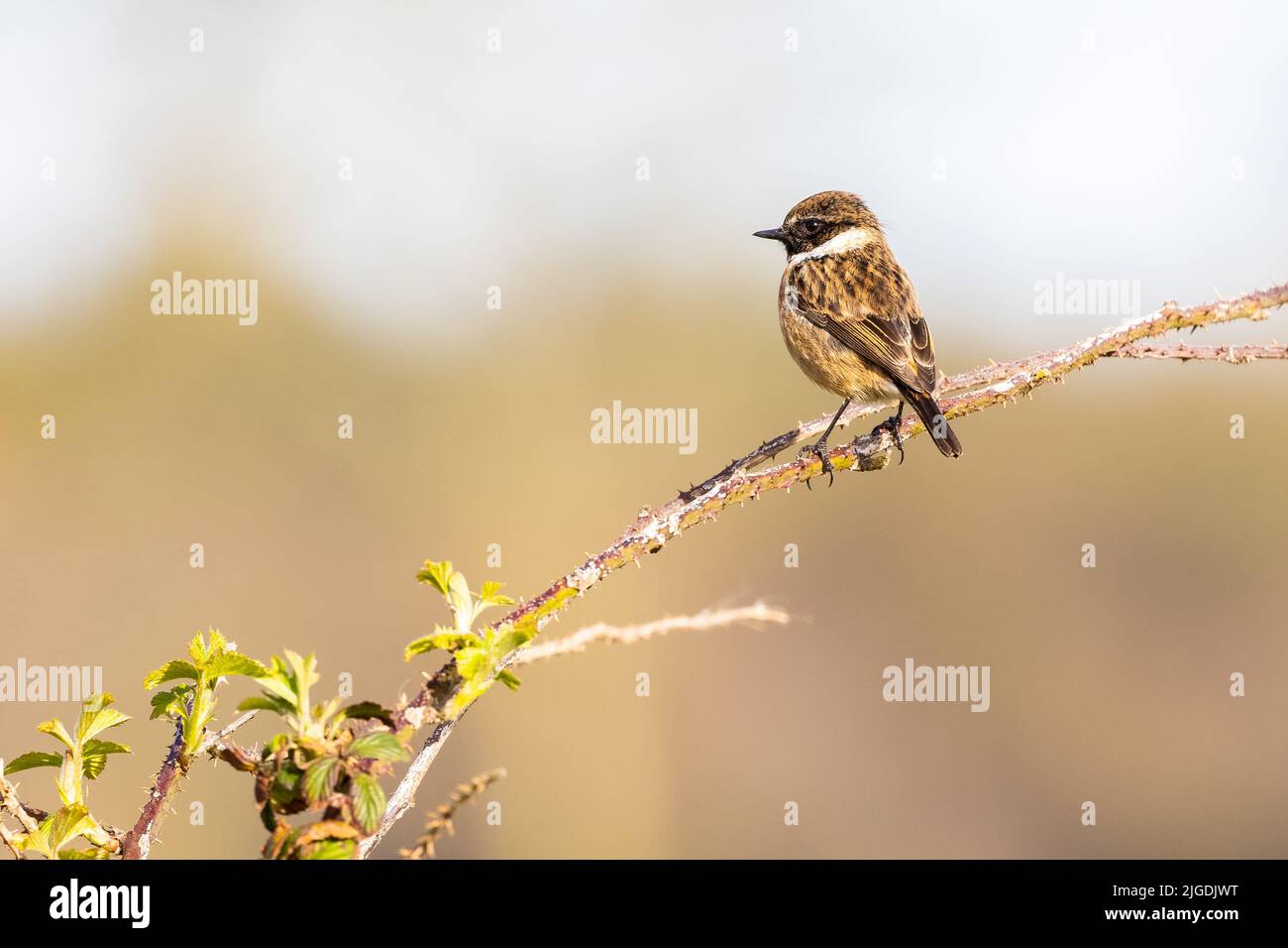 Maschio Stonechat [ Saxicola rubicola ] arroccato su bramble/ stelo di blackberry con sfondo sfocato Foto Stock