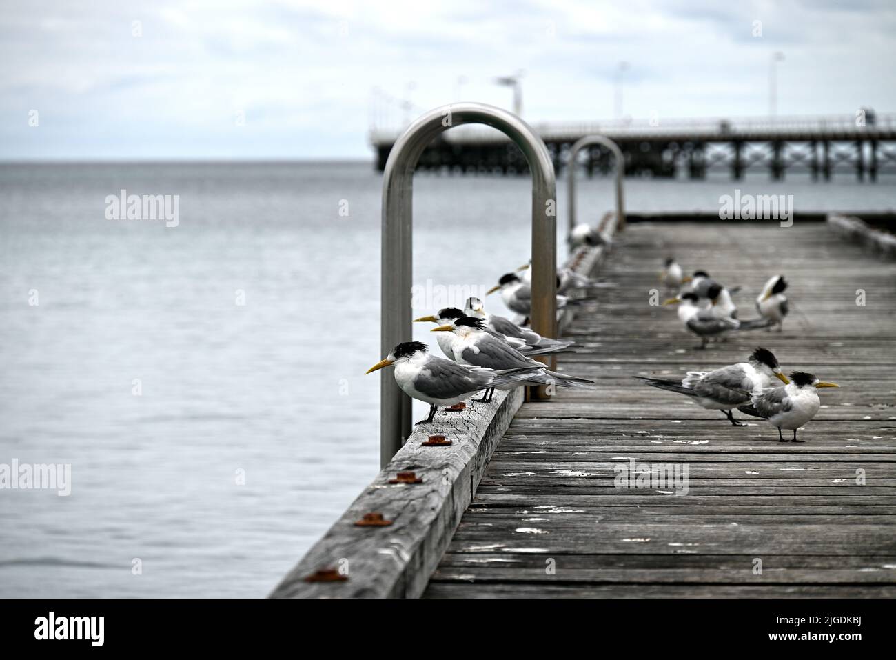 Un gregge di gabbiani su un bacino di legno a Busselton, Australia Occidentale Foto Stock