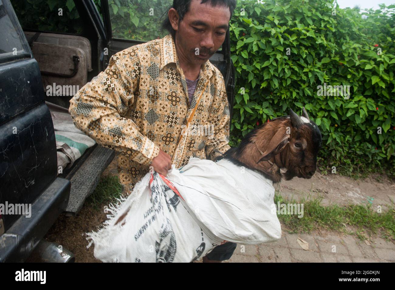 I musulmani hanno visto mentre trasportavano capre come parte del processo di macellazione durante le celebrazioni EI al Adha nella moschea di Tiga Serangkai come il vulcano Sinabung pendii nel villaggio di Kuta Tengah, subdistretto di Simpang Empat, distretto di Karo, provincia di Sumata settentrionale, Indonesia il 10 luglio 2022. L'Eid al Adha è il sacro slancio dei musulmani in tutto il mondo, dalle rivelazioni di Allah o di Dio al profeta Ibrahim e al profeta Ismail, che sono diventati il centro di valore dell'umanità per mantenere la fede in Dio, Questo è legato al modo in cui le persone devono affrontare le serie di prove della vita fino all'eruzione vulcanica Sinabung, e anche il COVID-19 p Foto Stock