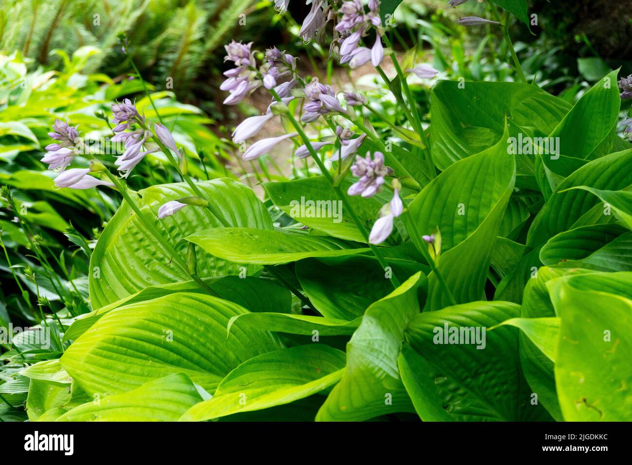 Hosta 'Sum and Substance' in Garden Foto Stock