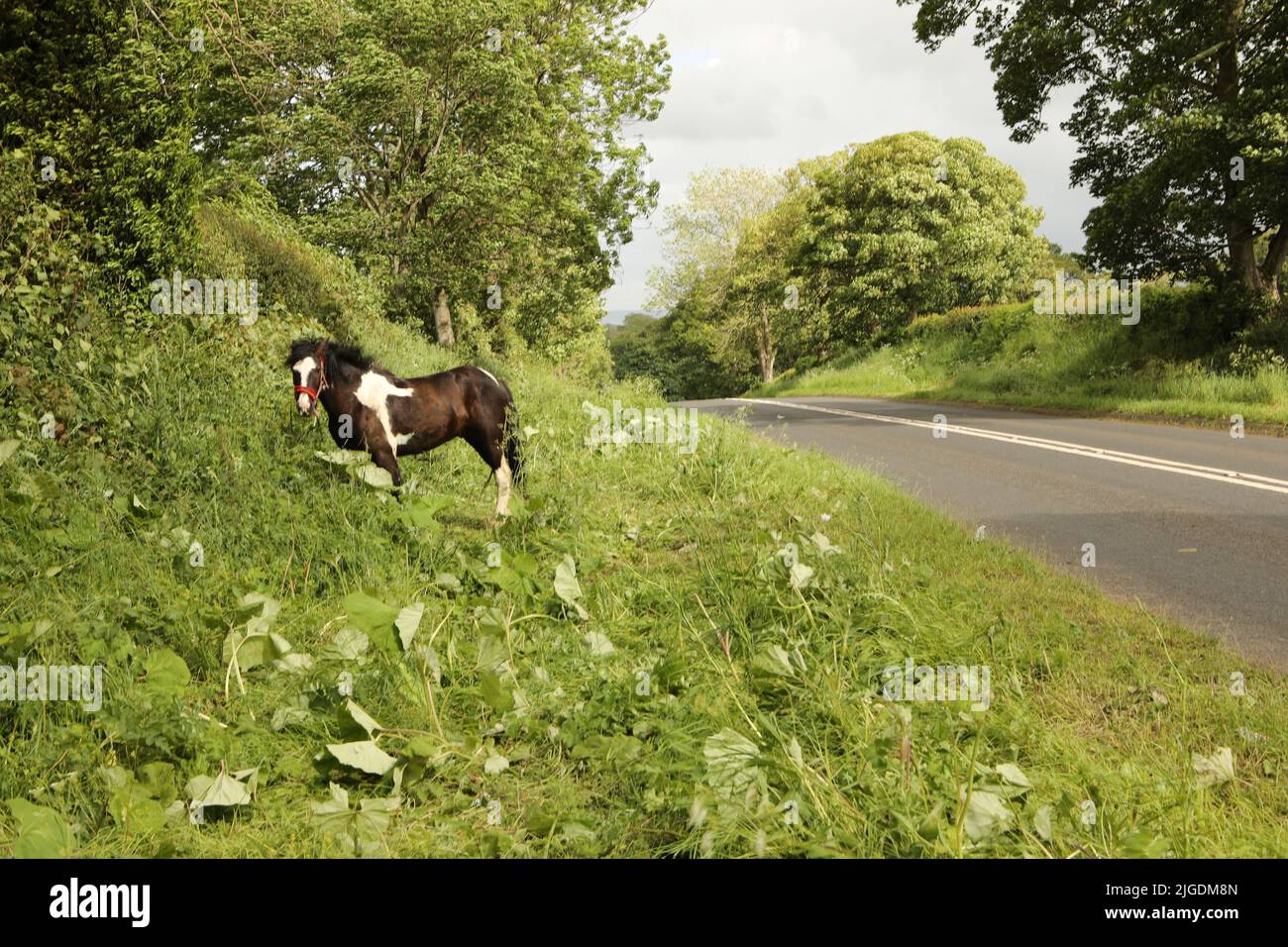 Una pannocetta di zingaro colorata che pascola sul verge. Appleby Horse Fair, Appleby a Westmorland, Cumbria Foto Stock