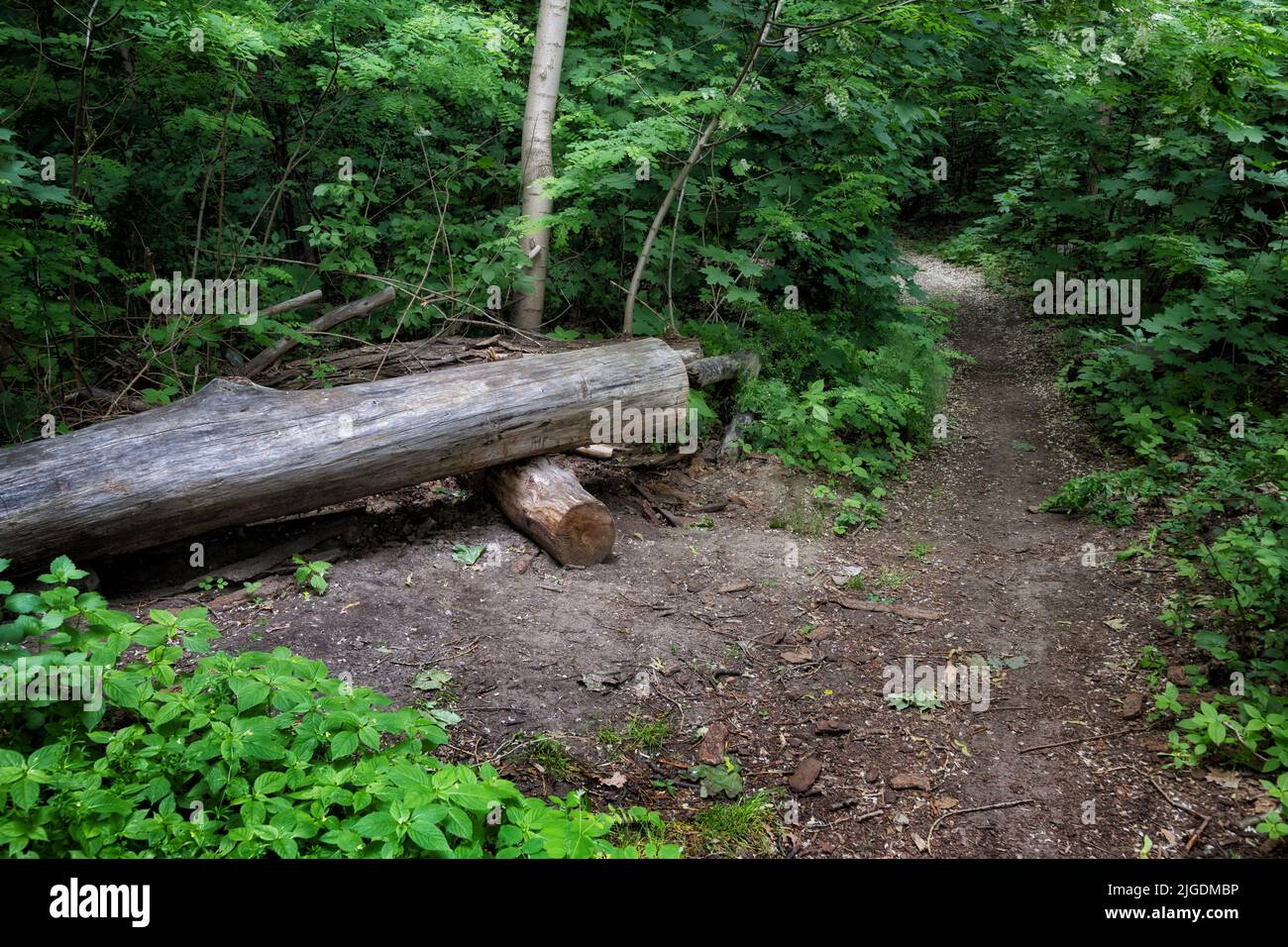 Sentiero nella foresta di Lasek na Kole con panchina fatta di un tronco d'albero sul lato, Masovia regione, Varsavia, Polonia. Foto Stock