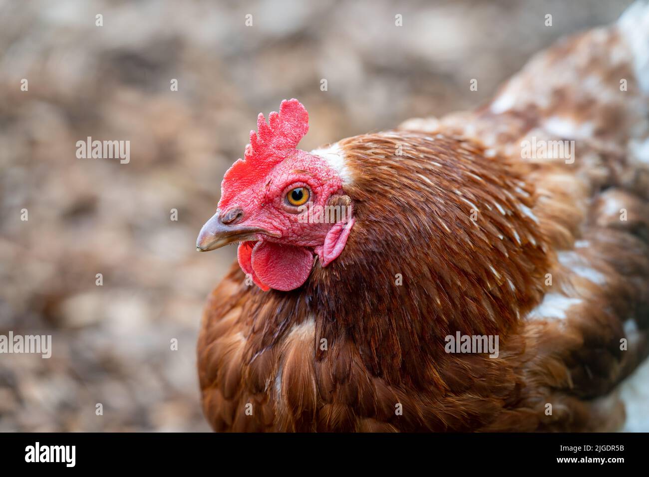 Un pollo di gamma libera isolato, gallina su uno sfondo naturale Foto Stock