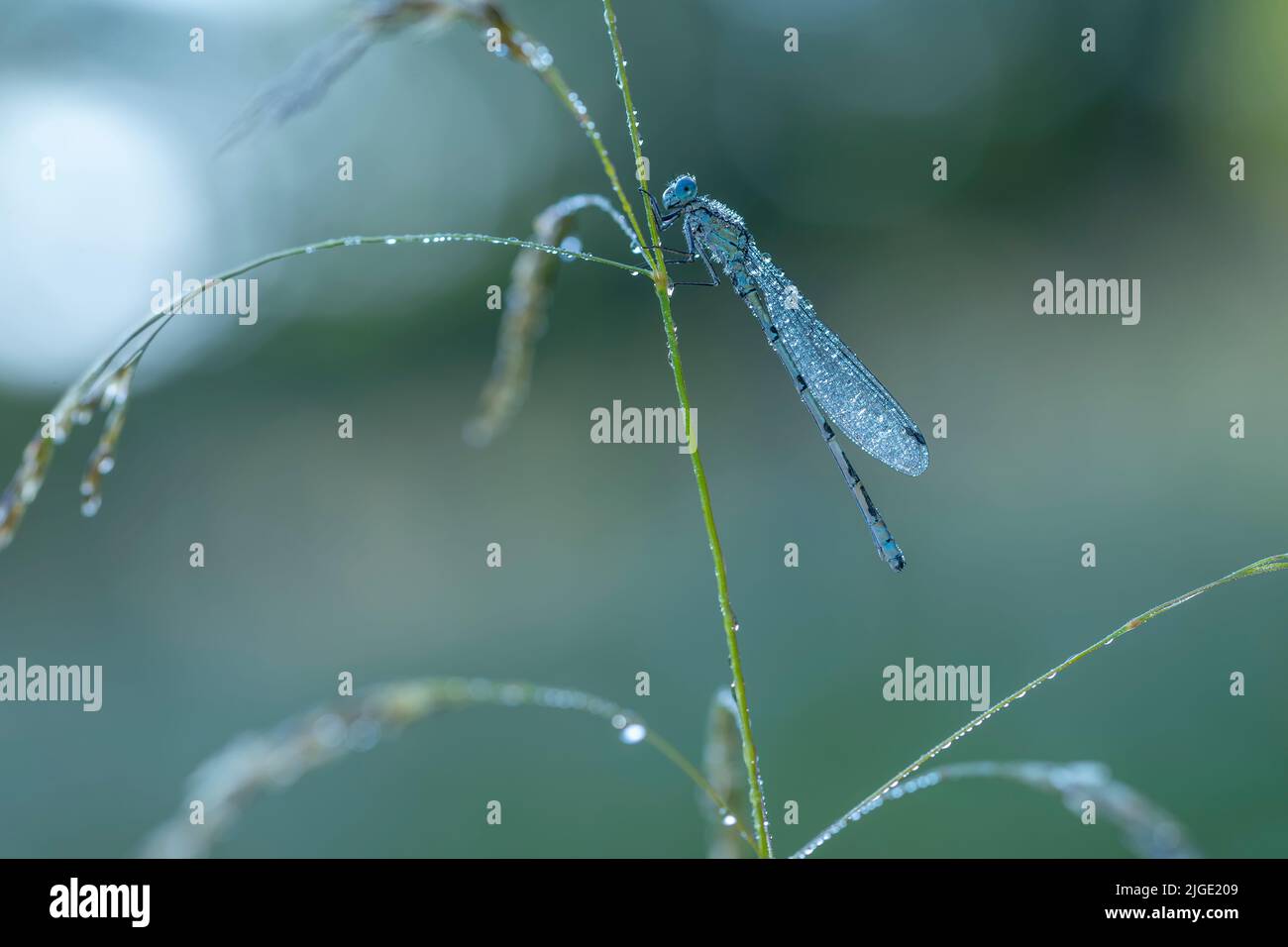 Goccioline su un Damselfly Foto Stock