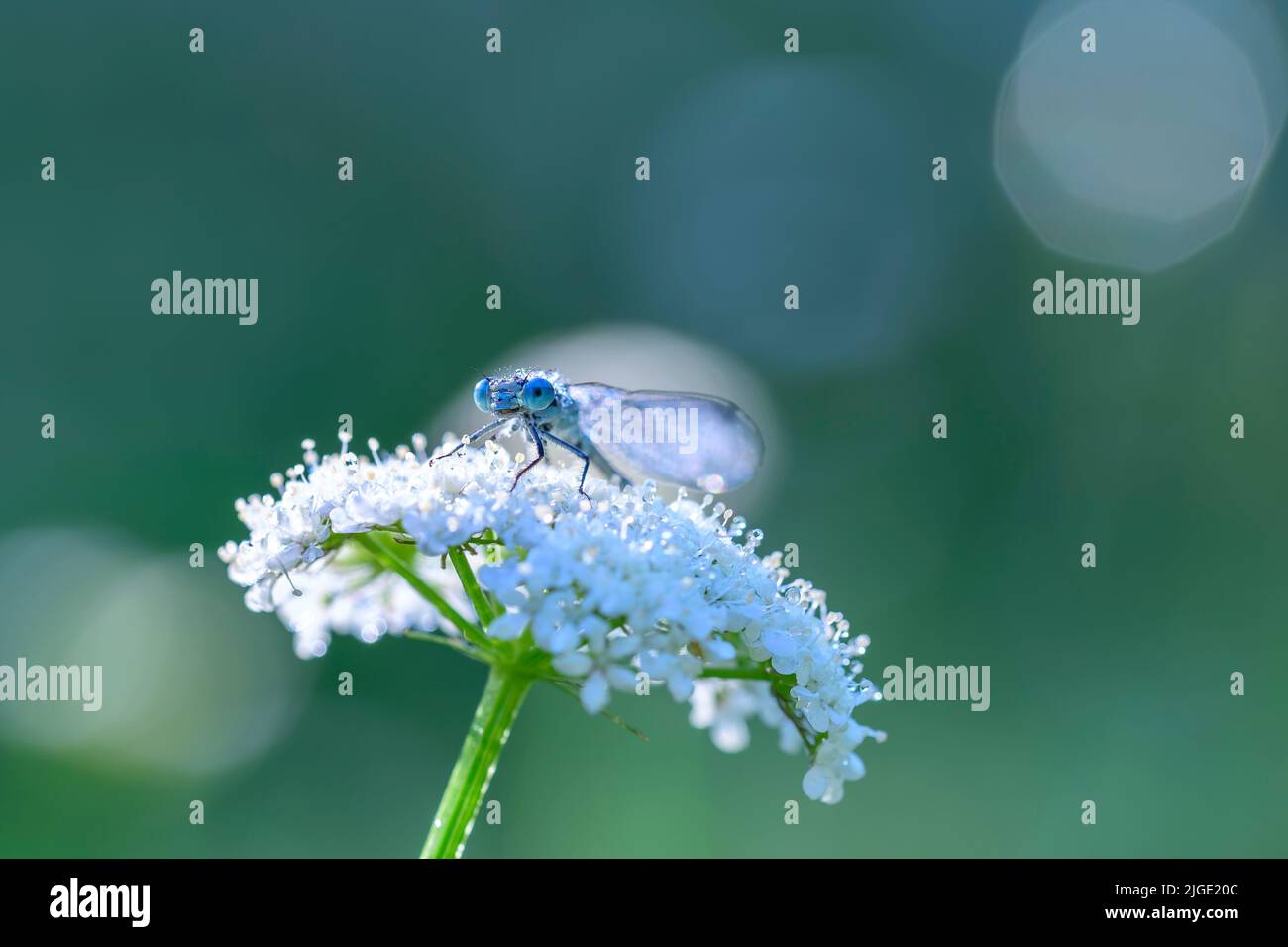 Damselfly Foto Stock