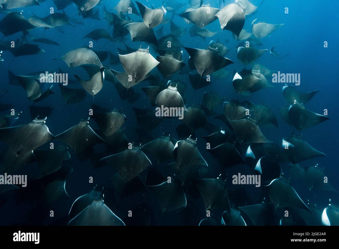 Un gruppo di giganteschi raggi diavolo (Mobula mobular) sotto l'oceano Foto Stock