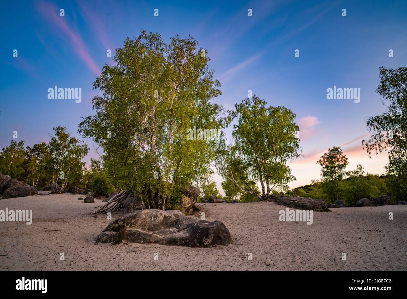 Foresta sabbiosa secca con grandi massi a Fontainebleau. Foto Stock