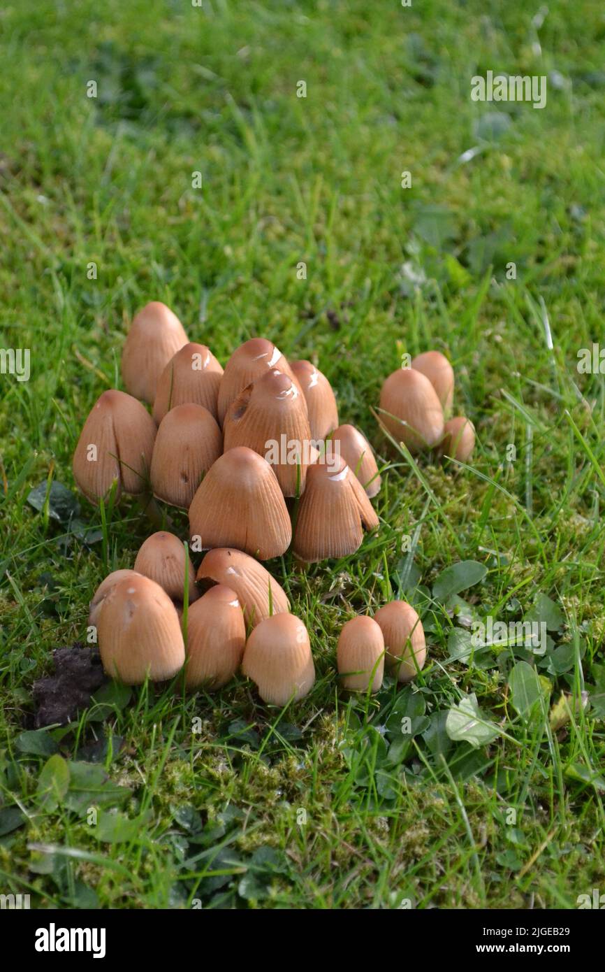 Funghi coltivati in Garden Grass - Tawny Brown Colour Cap - Coprinellus Micaceus e dalla famiglia Psathyrellaceae - Yorkshire UK Foto Stock