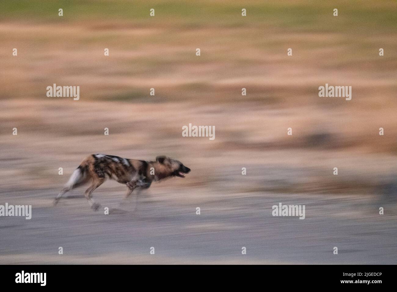 Zambia, Parco Nazionale di Luangwa Sud. Cane selvatico africano (SELVAGGIO: Lycaon pictus) dal Manzi Pack running. Foto Stock