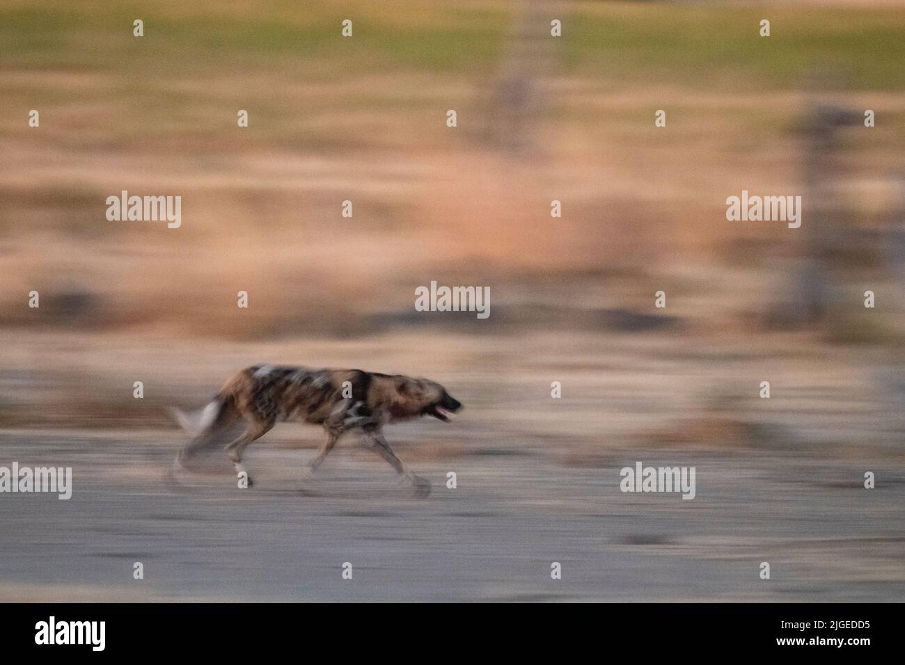Zambia, Parco Nazionale di Luangwa Sud. Cane selvatico africano (SELVAGGIO: Lycaon pictus) dal Manzi Pack running. Foto Stock