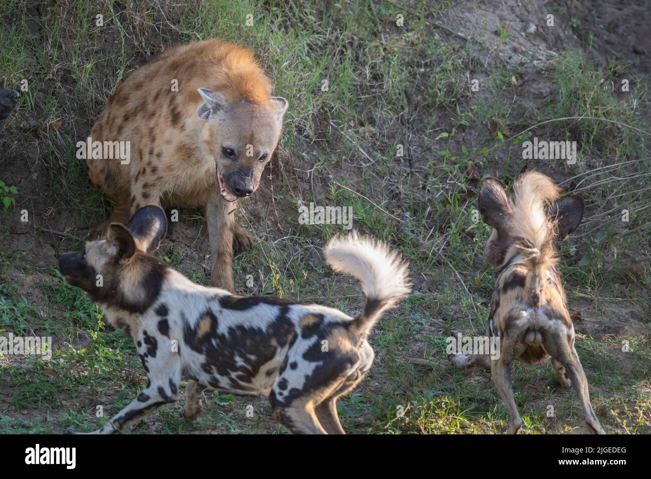 Zambia, Parco Nazionale di Luangwa Sud. Cani selvatici africani (SELVAGGI: Lycaon pictus) del Manzi Pack che combattono con l'iena macchiata. Foto Stock