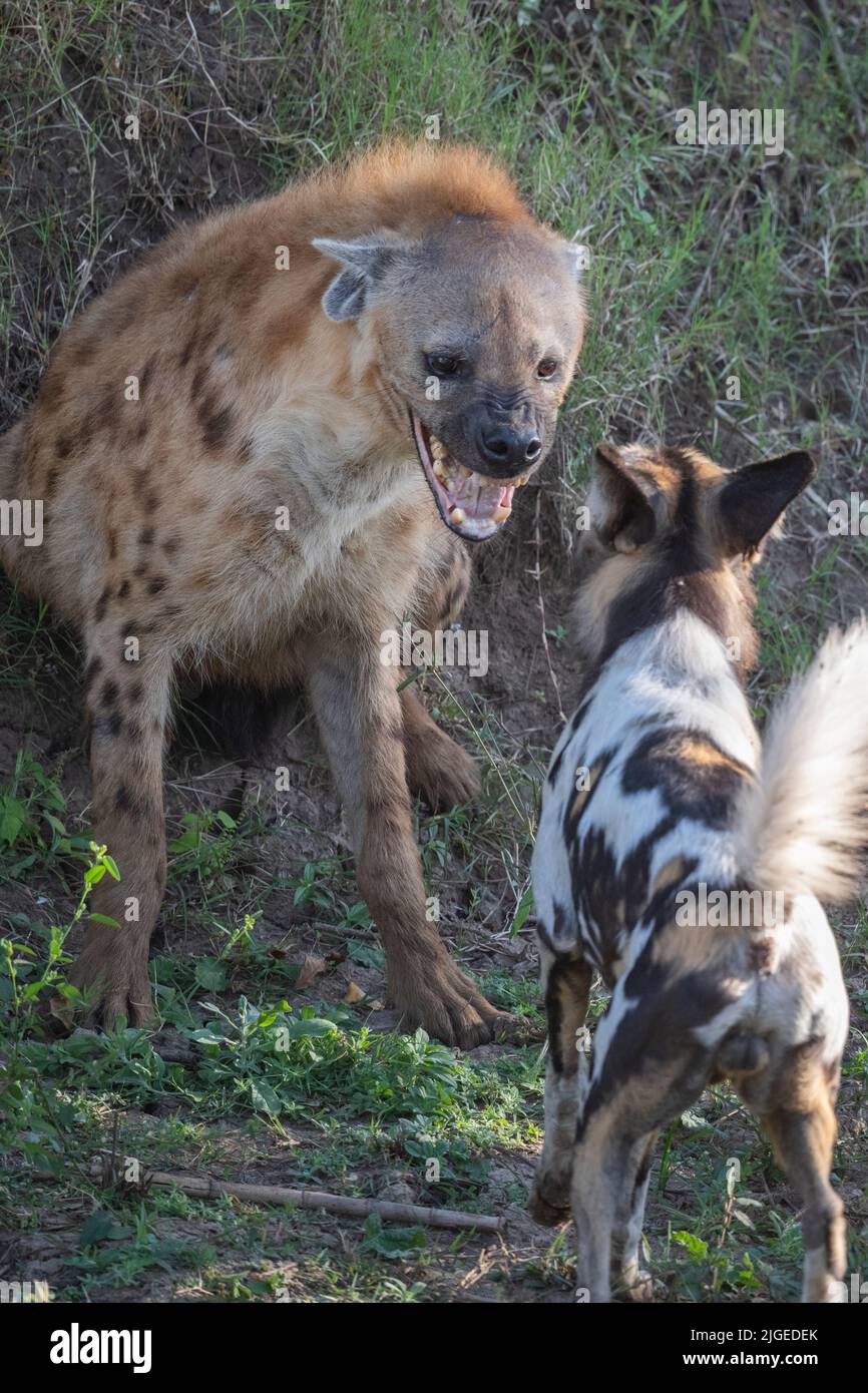 Zambia, Parco Nazionale di Luangwa Sud. Cani selvatici africani (SELVAGGI: Lycaon pictus) del Manzi Pack che combattono con l'iena macchiata. Foto Stock