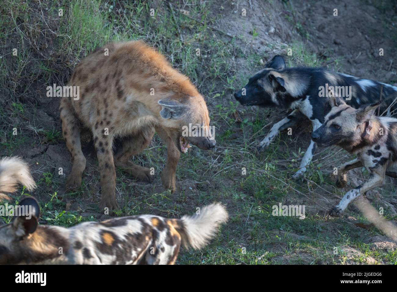 Zambia, Parco Nazionale di Luangwa Sud. Cani selvatici africani (SELVAGGI: Lycaon pictus) del Manzi Pack che combattono con l'iena macchiata. Foto Stock