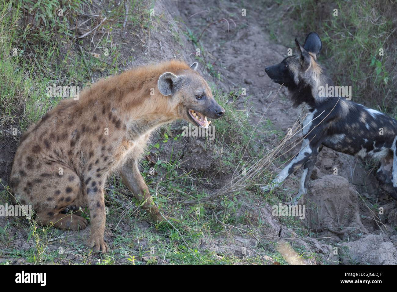 Zambia, Parco Nazionale di Luangwa Sud. Cani selvatici africani (SELVATICI: Lycaon pictus) dal Manzi Pack con Iena macchiata. Foto Stock
