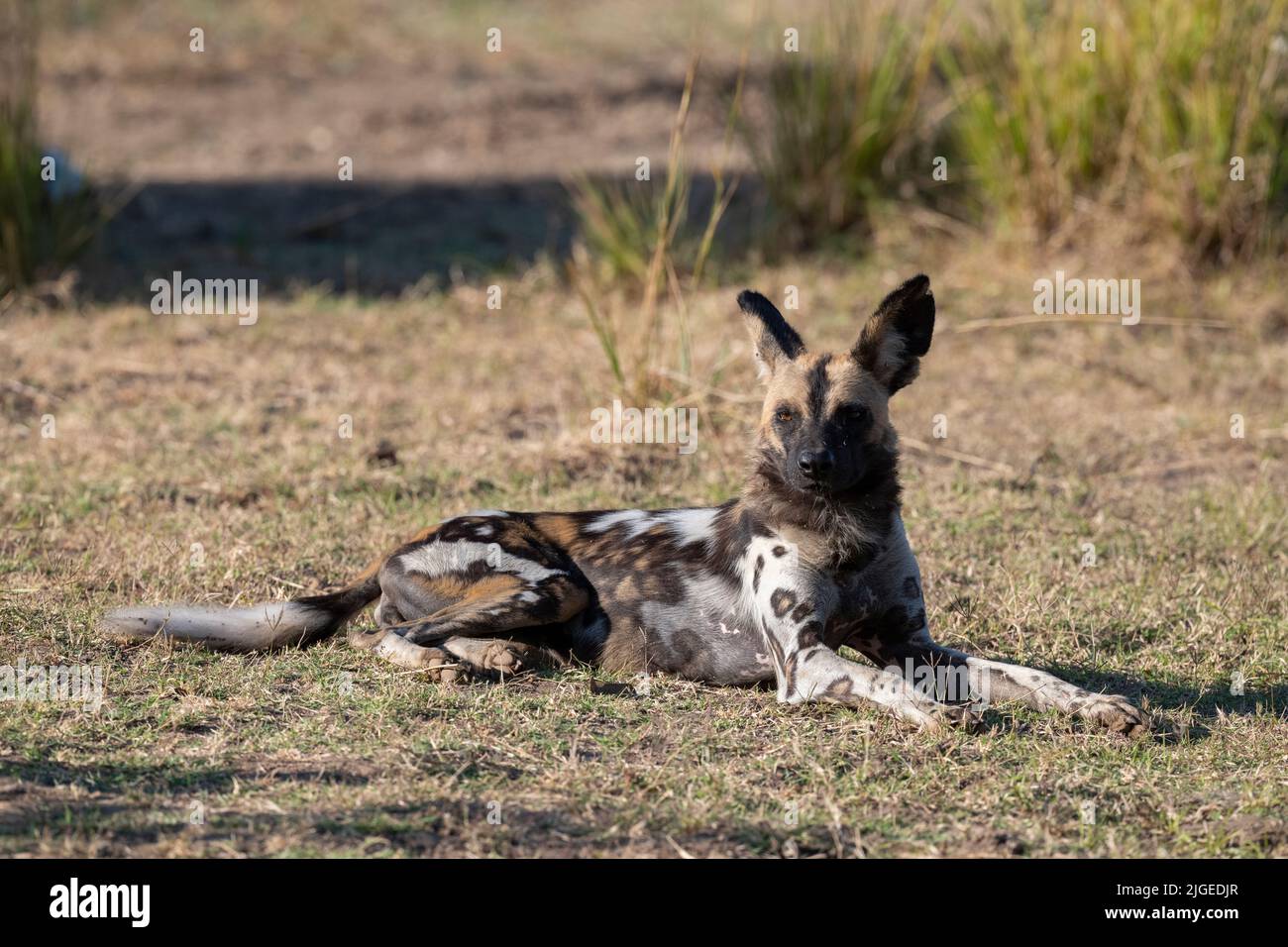 Zambia, Parco Nazionale di Luangwa Sud. Cane selvatico africano (SELVATICO: Lycaon pictus) dal Manzi Pack. Foto Stock