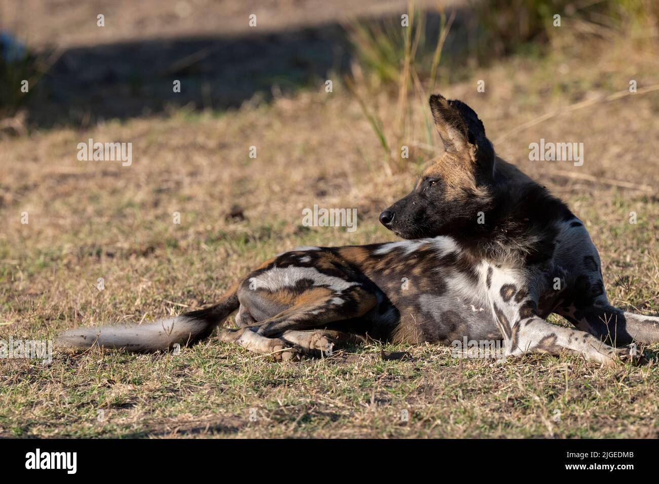 Zambia, Parco Nazionale di Luangwa Sud. Cane selvatico africano (SELVATICO: Lycaon pictus) dal Manzi Pack. Foto Stock