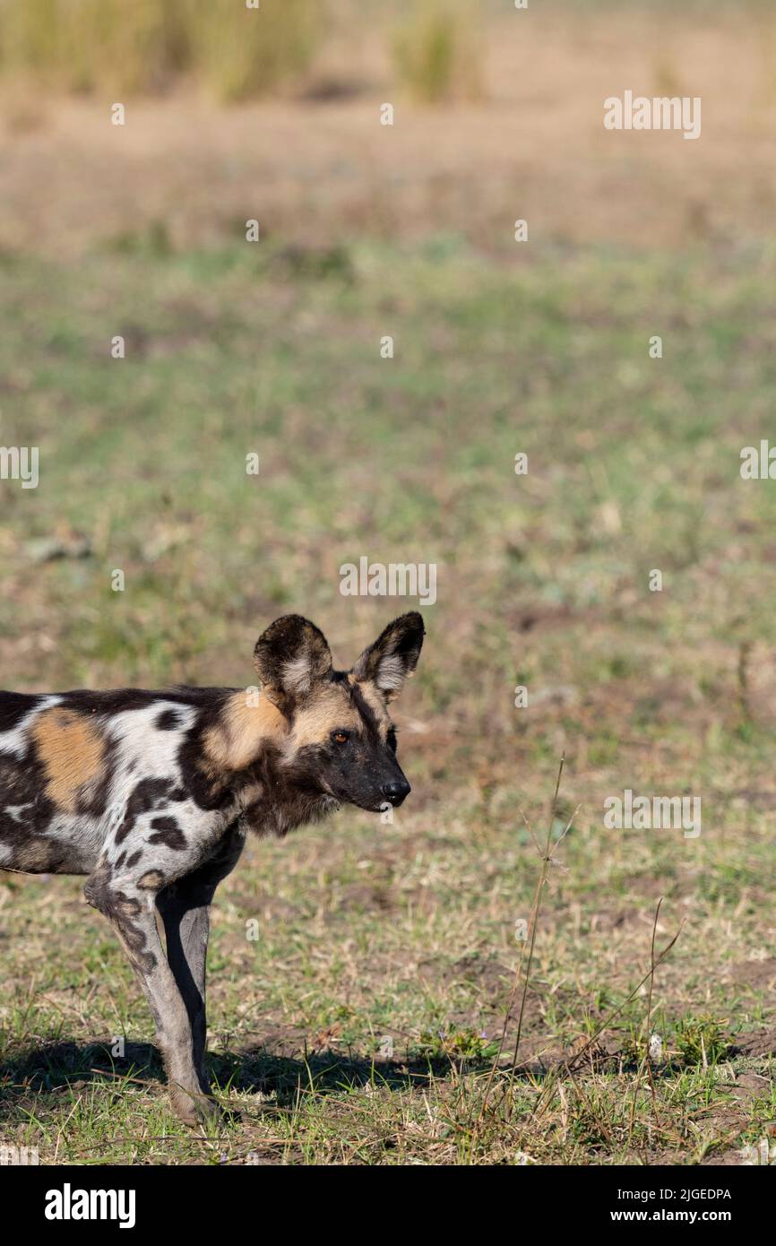 Zambia, Parco Nazionale di Luangwa Sud. Cane selvatico africano maschio (SELVAGGIO: Lycaon pictus) dal Manzi Pack. Foto Stock