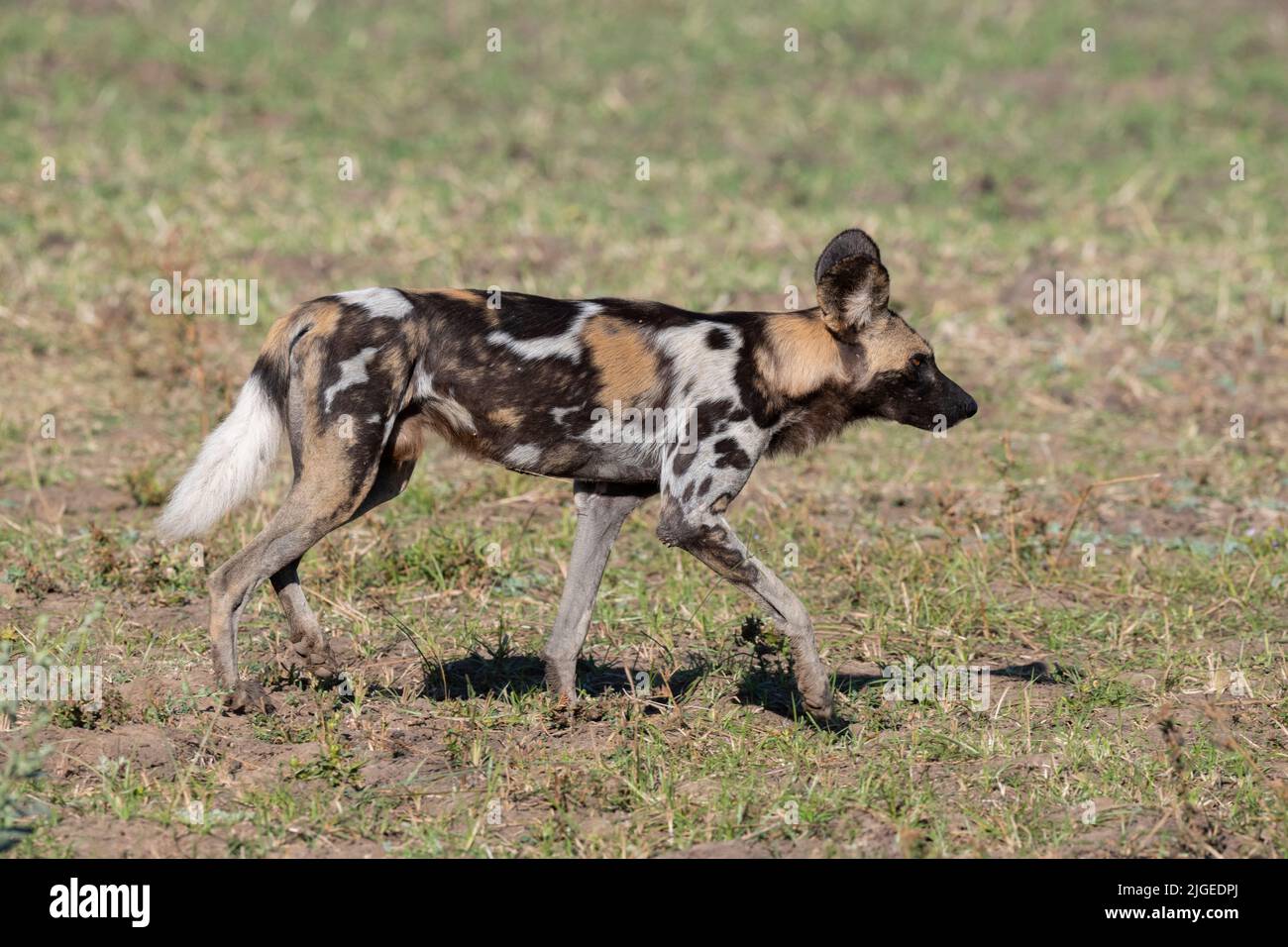Zambia, Parco Nazionale di Luangwa Sud. Cane selvatico africano maschio (SELVAGGIO: Lycaon pictus) dal Manzi Pack. Foto Stock