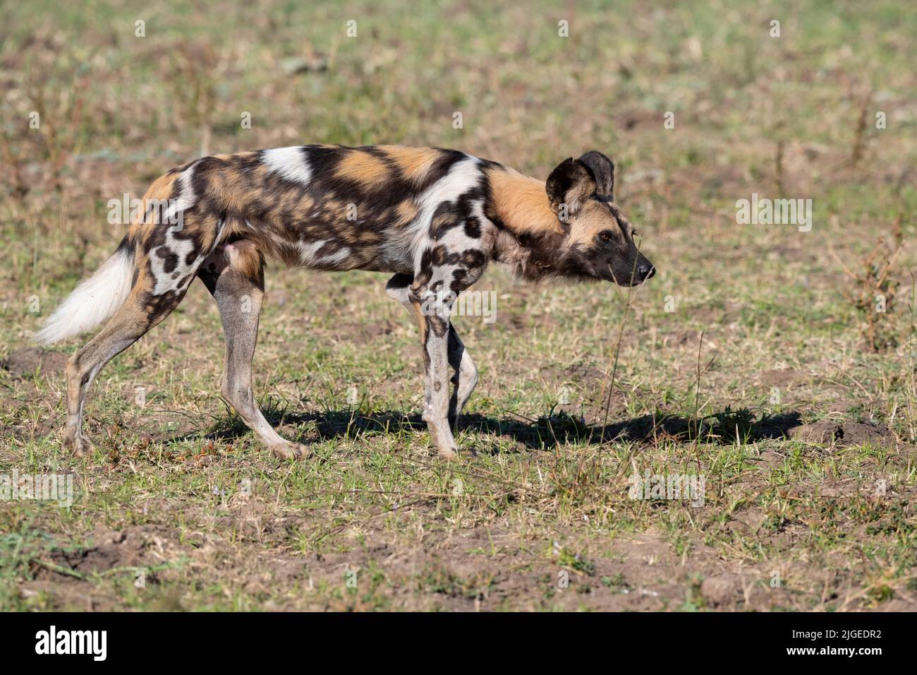 Zambia, Parco Nazionale di Luangwa Sud. Cane selvatico africano (SELVATICO: Lycaon pictus) dal Manzi Pack. Foto Stock