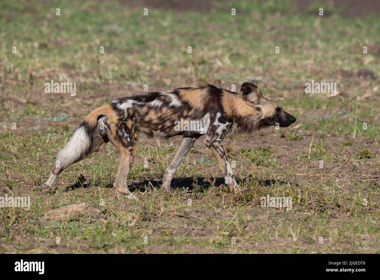 Zambia, Parco Nazionale di Luangwa Sud. Cane selvatico africano (SELVAGGIO: Lycaon pictus) dal Manzi Pack che mostra la postura stalking. Foto Stock
