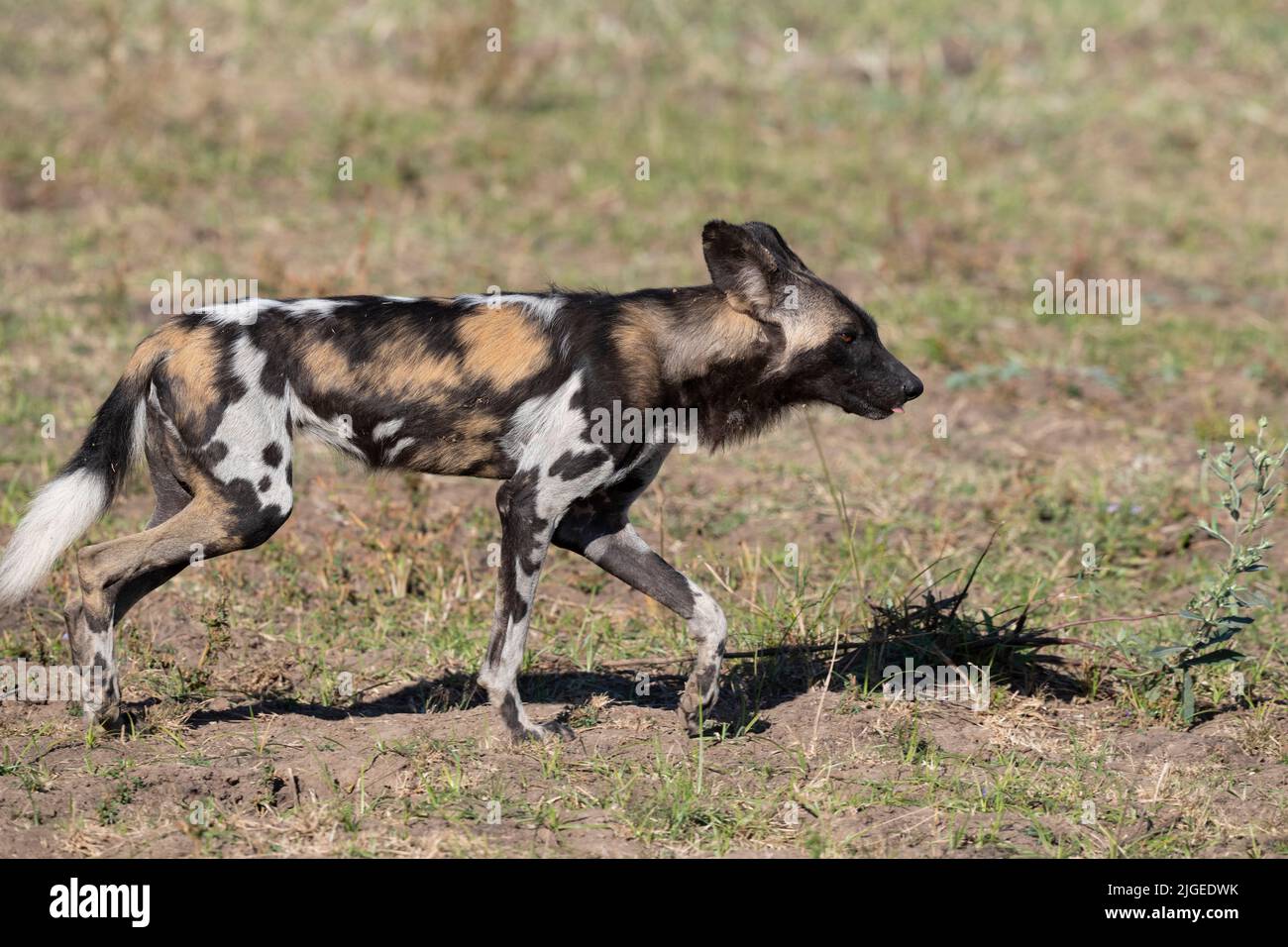 Zambia, Parco Nazionale di Luangwa Sud. Cane selvatico africano (SELVATICO: Lycaon pictus) dal Manzi Pack. Foto Stock